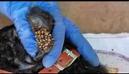 How to Remove All Big Ticks FromDog, Dog Ticks Removal, Save Dog From Ticks #5, Dog Ticks Here