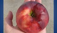 One Simple Secret for Worm-Free Organic Apples