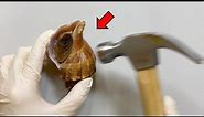 What's Inside a Shell? - Whelk Dissection