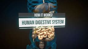 Human digestive system - How it works! (Animation)