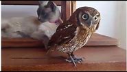 Baby Owl And Curious Cat Are Best Friends | CatNips