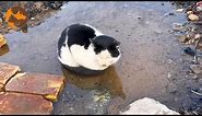 A Cow Cat Lying in a Puddle, Quietly Awaiting Death