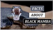 Things You Should Know About Black Mamba | Animal Globe