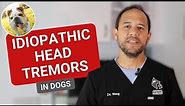 Dog Head Shaking - Idiopathic Head Tremors