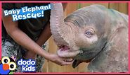 Baby Elephant Is So Brave With Her Rescuers | Rescued! | Dodo Kids