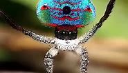 Dancing Peacock Spider 😍