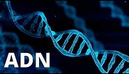 ¿Qué es el ADN y cuáles son sus FUNCIONES? Doble hélice, nucleótidos, bases