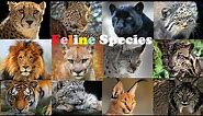 All Wild Cat Species || All Species Of Cat Family(Felidae)