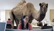 School Asks Kids to Tone Down 'Hump Day' Camel Impressions