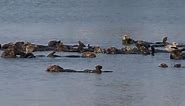 At Moss Landing, scientists discover the hidden powers of sea otters