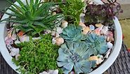 How To Plant Succulents in a Container Garden