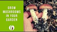 How To Grow Mushrooms In Your Garden (Outdoor Mushroom Beds) | GroCycle
