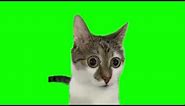 Shocked cat with big eyes confused meme green screen