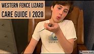 Western Fence Lizard Care Guide | 2020