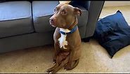 Funny Pitbull dogs will cheer you up