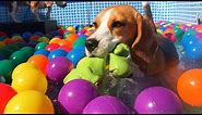 Funny Dogs Ball Pit Party Compilation : Beagle Dogs Louie & Marie