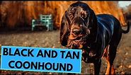 Black and Tan Coonhound - TOP 10 Interesting Facts