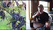 Making WINE from HOME GROWN Organic GRAPES | First Steps