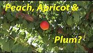Peacotum, 3 Fruits in 1 | New Peach Variety - Texas King