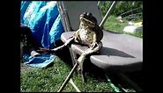 frog sitting like human
