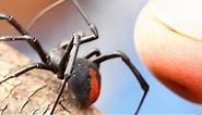 Redback Spider vs Black Widow Spider!