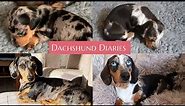 0-12 Months | Watch Them Grow Up | Mini Dapple Dachshund Puppies | One Year In 5 Minutes |