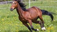 The 8 Fastest Horse Breeds In The World & Their Top Speeds | Horse Factbook