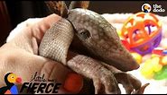 Tiny Armadillo Is Obsessed With Taking Baths | The Dodo Little But Fierce