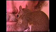Bob Ross with Peapod the Pocket Squirrel!