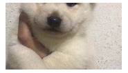 Kissbie PetHome - Japanese breed Cream Shiba-Inu available...