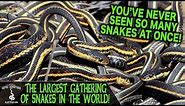 THE LARGEST GATHERING OF SNAKES IN THE WORLD! (Narcisse Snake Dens, Manitoba, Canada)
