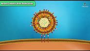 Herpes simplex virus replication Steps - Microbiology Animations