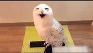Everytime I visit this owl it gives me this face