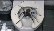 12 Scary Pics of GIANT Spiders Explained
