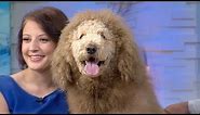 Labradoodle Mistaken for Lion, Prompts 911 Calls | CUTE ANIMALS (Episode 6)