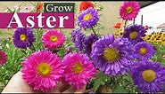 Aster Flower || Aster Plant Care || How to Grow Asters , এ্যাস্টার ফুল