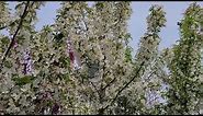Malus SugarTyme™ (Crabapple) // One of the BEST White Crabapples - A TERRIFIC Small Flowering Tree