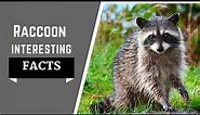 Raccoon Facts For Kids - Secret Superpower - Dite, Size And More Fun Facts