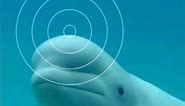 Secrets of the Beluga's Forehead Revealed. 🐳
