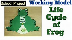 Working Model of frog life cycle/frog life cycle school project for exhibition/Kansal Creation