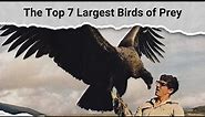 The Top 7 Largest Birds of Prey