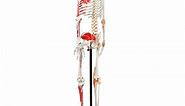 Axis Scientific Flexible Skeleton Anatomical Model, Painted and Numbered Life-Size Skeleton with Flexible Spine, Muscle Insertion and Origin Points, Includes Base, Dust Cover