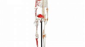 Axis Scientific Flexible Skeleton Anatomical Model, Painted and Numbered Life-Size Skeleton with Flexible Spine, Muscle Insertion and Origin Points, Includes Base, Dust Cover