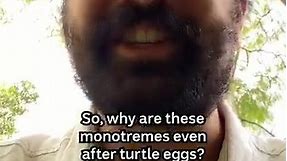 Echidnas caught eating endangered turtle eggs