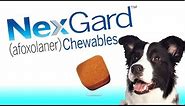Nexgard Flea and Tick Chewable for Dogs by Merial/Frontline Vet Labs