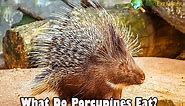 What Do Porcupines Eat? | Porcupines Diet By Types | BioExplorer