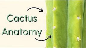 San Pedro Cactus Anatomy 101 [Columnar Cactus Anatomy Basics]
