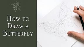 How to Draw a Butterfly Tutorial