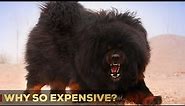 Why Are Tibetan Mastiffs So Expensive? | 5 Reasons | So Expensive.