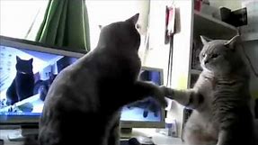 Cats Playing Patty-cake, what they were saying...
